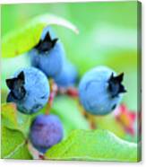Blueberries Up Close Canvas Print
