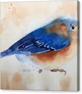 Bluebird #5 Canvas Print