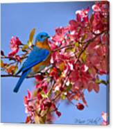 Bluebird In Apple Blossoms Canvas Print