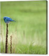Bluebird In Green Field Canvas Print