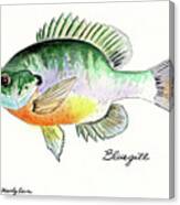 Bluegill Fish Canvas Print