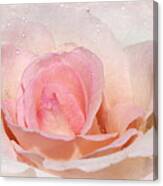 Blush Pink Dewy Rose Canvas Print