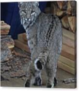 Bobcat Canvas Print