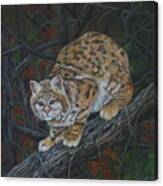 Bobcat Canvas Print