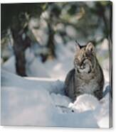 Bobcat Lynx Rufus Adult Resting In Snow Canvas Print