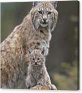 Bobcat Mother And Kitten North America Canvas Print