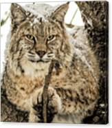 Bobcat Paws. Canvas Print