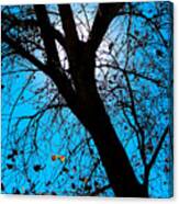 Bosque Silhouette Canvas Print