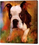 Boston Puppy Canvas Print