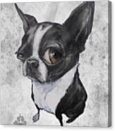 Boston Terrier - Grey Antique Canvas Print
