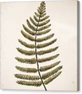 Botanical Fern Canvas Print