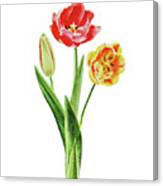 Botanical Tulip Bouquet Watercolor Canvas Print