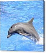 Bottlenose Dolphin Jumping In Pool Canvas Print