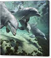 Four Bottlenose Dolphins Hawaii Canvas Print