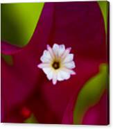 Bougainvillea Canvas Print