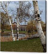 Bouleaux / Birch Trees 3 Canvas Print
