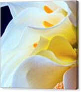Bouquet Of Calla Lilies Canvas Print