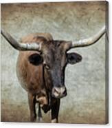 Bovine Canvas Print