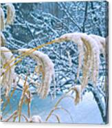 Bowed Grass Heads Canvas Print