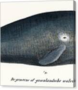Bowhead Whale Canvas Print