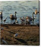 Boy Feeding Swans And White Ibis Canvas Print