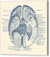 Brain Nervous System Diagram - Vintage Anatomy Canvas Print