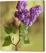 Branch Of Fresh Violet Lilac Canvas Print