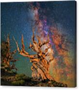 Branching Out Canvas Print