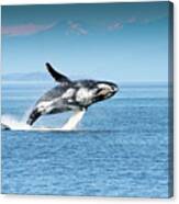 Breaching Humpback Whales Happy-4 Canvas Print