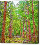 Breath Of Pine Canvas Print