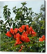 Bright Orange Honduran Flowering Tree Canvas Print