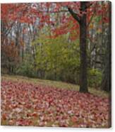 Bright Red Maple Tree Canvas Print