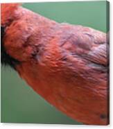 Brilliant Red Feathers On A Cardinal In The Wild Canvas Print
