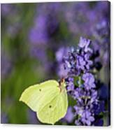 Brimstone Butterfly And The Lavender Canvas Print