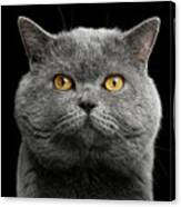 British Cat With Big Wide Face Canvas Print