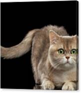 Brittish Cat With Curve Tail On Black Canvas Print