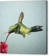Broadbill Hummingbird With Digital Painting Effect Canvas Print