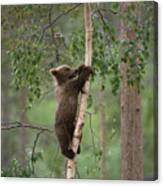 Brown Bear Ursus Arctos Cub Climbing Canvas Print