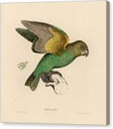 Brown-headed Parrot, Piocephalus Cryptoxanthus Canvas Print
