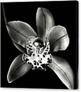 Brown Orchid In Black And White Canvas Print