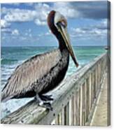 Brown Pelican, Atlantic Canvas Print