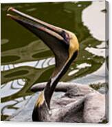 Brown Pelican Begging For Fish - Series 3 Of 5 Canvas Print