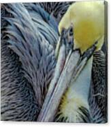 Brown Pelican Canvas Print