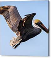 Brown Pelican In Flight - Pelecanus Occidentalis Canvas Print