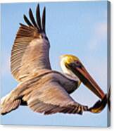 Brown Pelican In Flight - Two Canvas Print