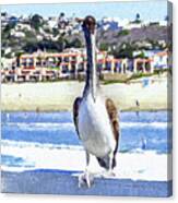 Nautical Bird Brown Pelican Portrait Canvas Print