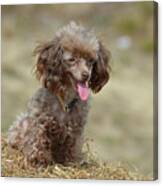 Brown Toy Poodle On Bail Of Hay Canvas Print