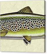 Brown Trout Id Canvas Print