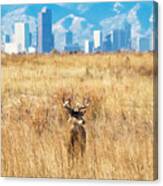 Buck And The Denver Skyline Canvas Print
