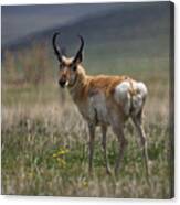 Buck Antelope Canvas Print